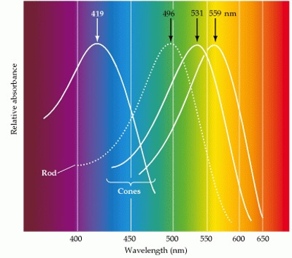 display color accuracy